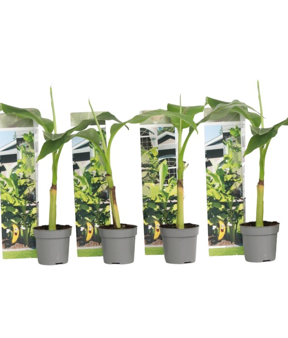 Bananier du Japon - Set de...