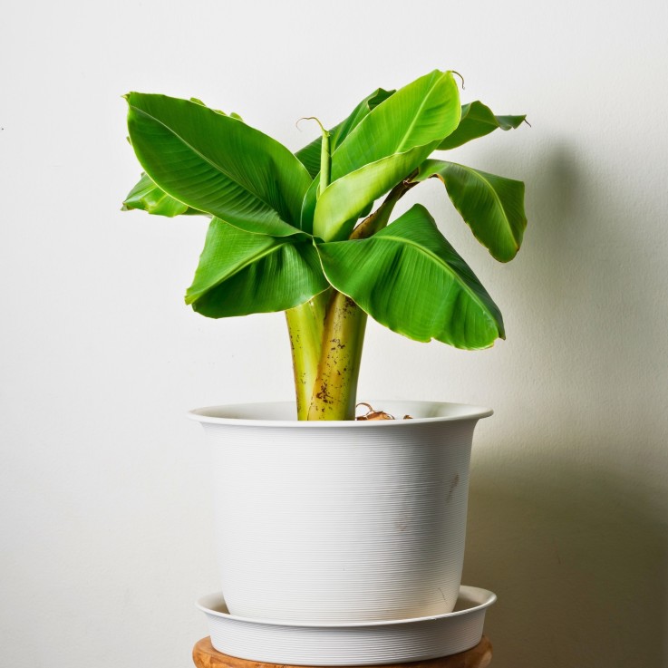 Bananier du Japon - Set de 4 - Musa basjoo - Hauteur 25-40cm - ⌀9cm