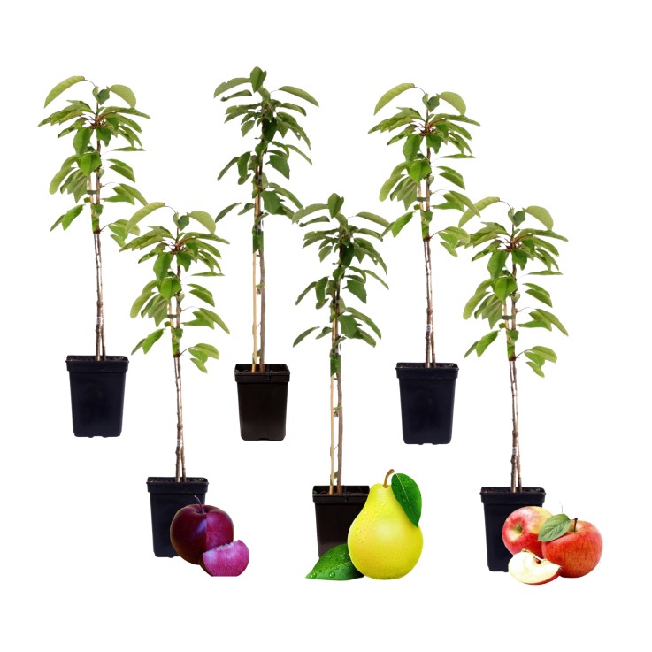 Colonnes de fruits - Set de 6 - Pomme, poire - Hauteur 60-70cm - ⌀9cm