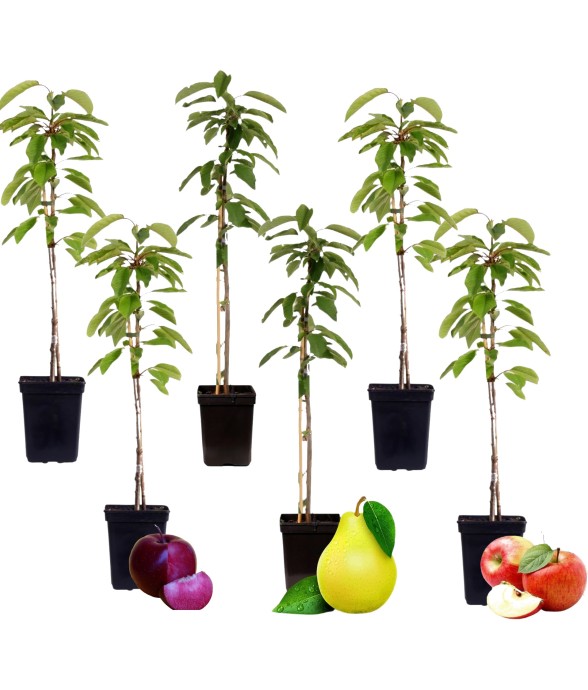 Colonnes de fruits - Set de...