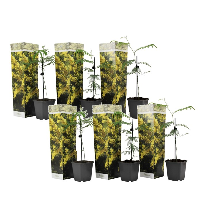 Fleur de mimosa - Set de 6 - Mimosa dealbata - Hauteur 25-40cm - ⌀9cm