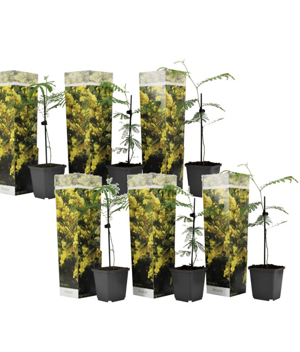 Fleur de mimosa - Set de 6...