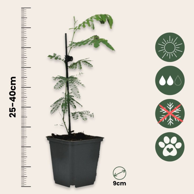 Fleur de mimosa - Set de 6 - Mimosa dealbata - Hauteur 25-40cm - ⌀9cm