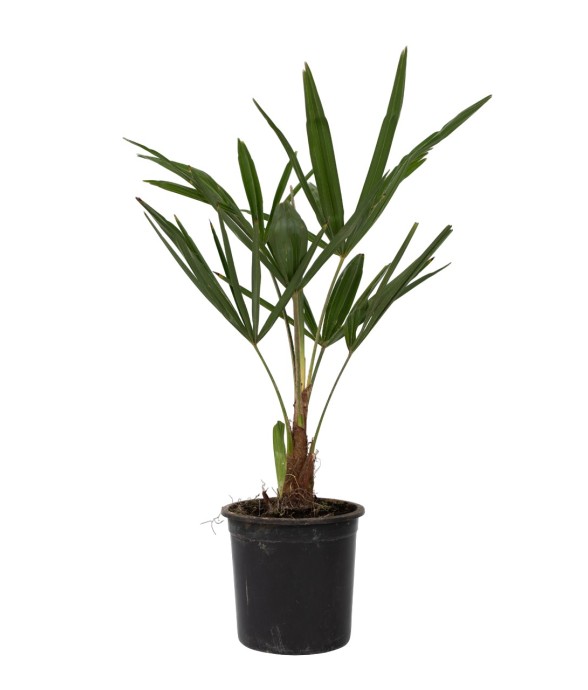 Palmier de Chine -...