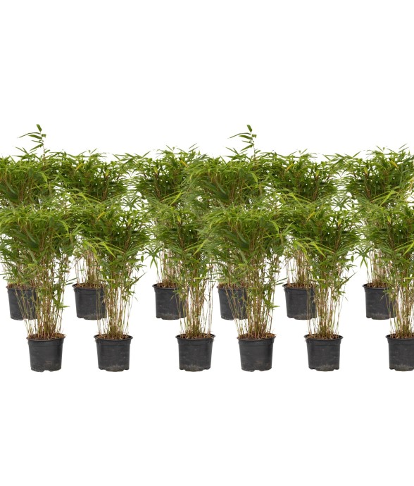 Bambou non-traçant - Set de...