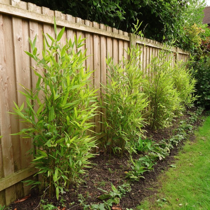 Bambou non-traçant - Set de 12 - Fargesia nitida 'Gansu' - H50-70cm - ⌀17cm