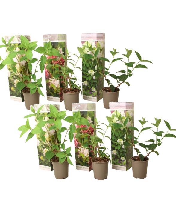 Hortensia - Set de 6 -...