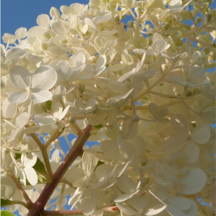 Hortensia - Set de 6 - Hydrangea paniculata - Hauteur 25-35cm - ⌀9cm
