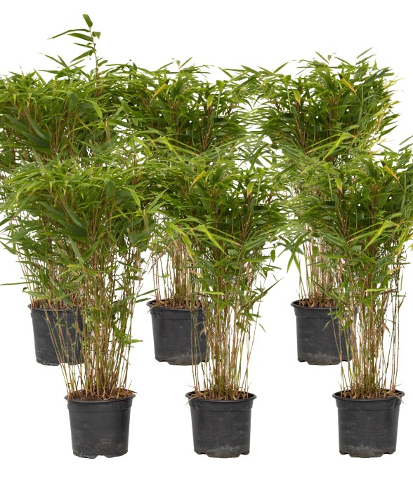 Bambou non-traçant - Set de...