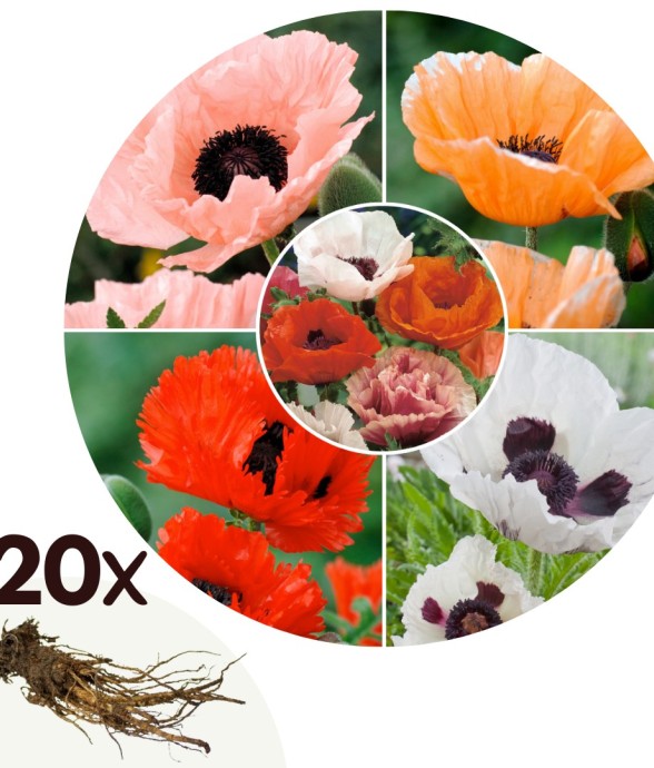 Coquelicot - Set de 20 -...