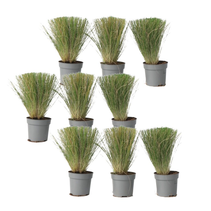 Herbe aux plumes - Set de 9 - Stipa tenuifolia 'Pony Tails' - H20-30cm - ⌀9cm