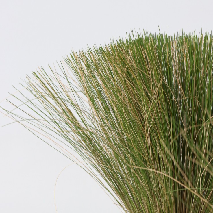 Herbe aux plumes - Set de 9 - Stipa tenuifolia 'Pony Tails' - H20-30cm - ⌀9cm