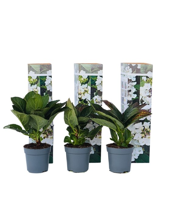 Hortensia - Set de 6 -...