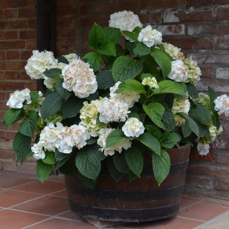 Hortensia - Set de 6 - Hydrangea macrophylla teller 'Benxi' - H25-40cm - ⌀9cm