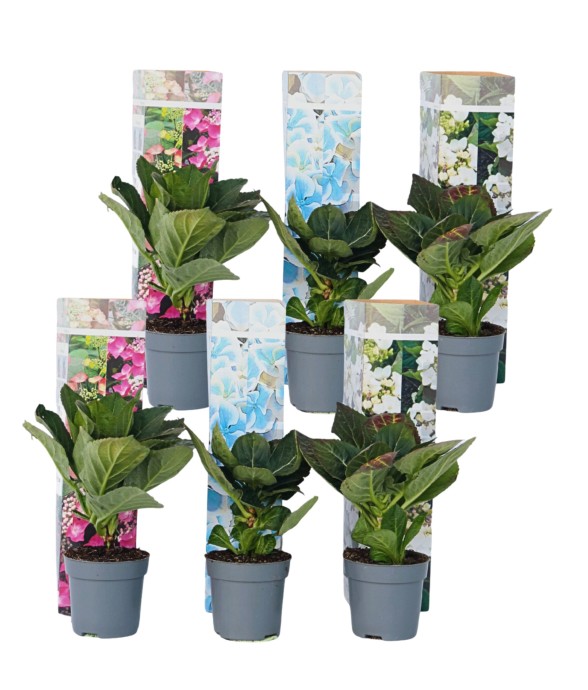 Hortensia - Set de 6 -...