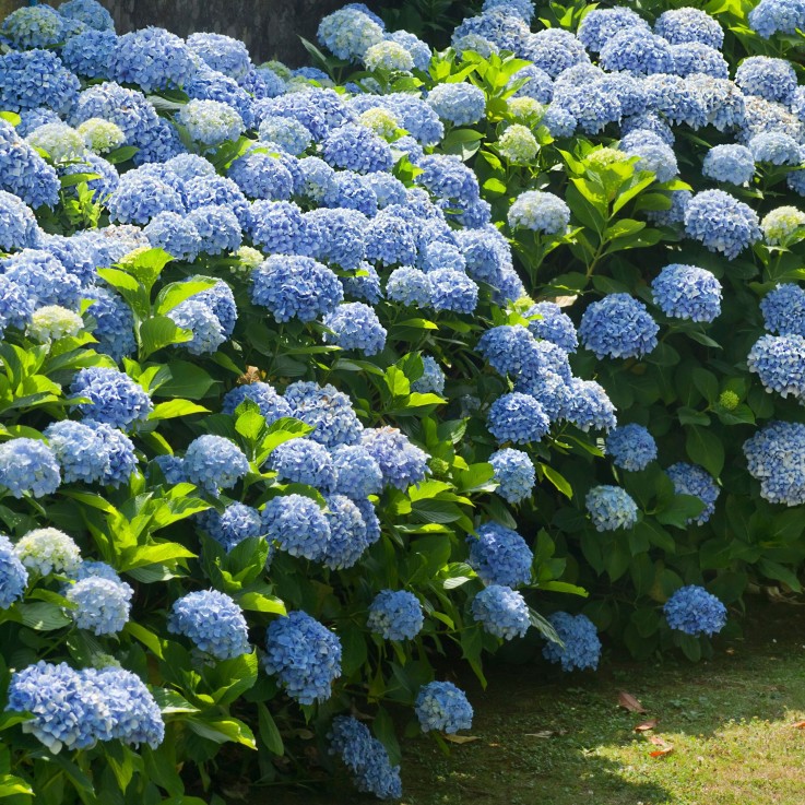 Hortensia - Set de 6 - Hydrangea macrophylla - Hauteur 25-40cm - ⌀9cm