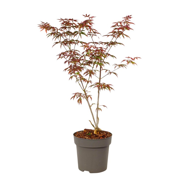 Érable du Japon - Acer palmatum 'Starfish' - Hauteur 60-70cm - ⌀19cm