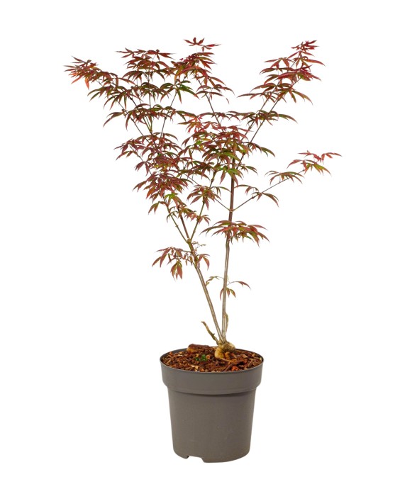 Érable du Japon - Acer...