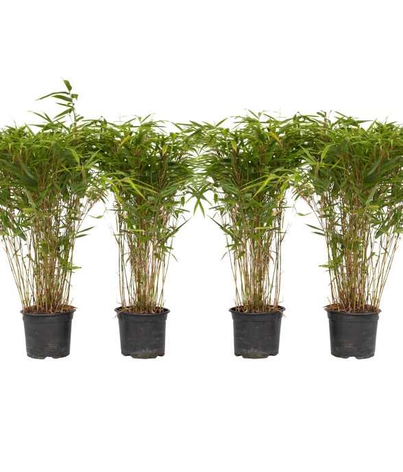 Bambou non-traçant - Set de...