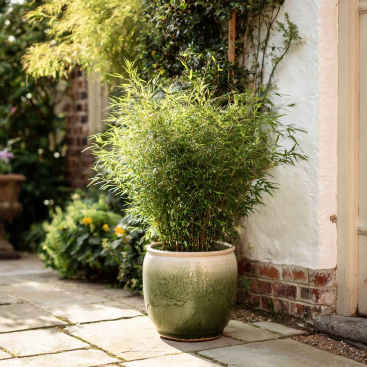 Bambou non-traçant - Set de 4 - Fargesia nitida 'Gansu' - H50-70cm - ⌀17cm