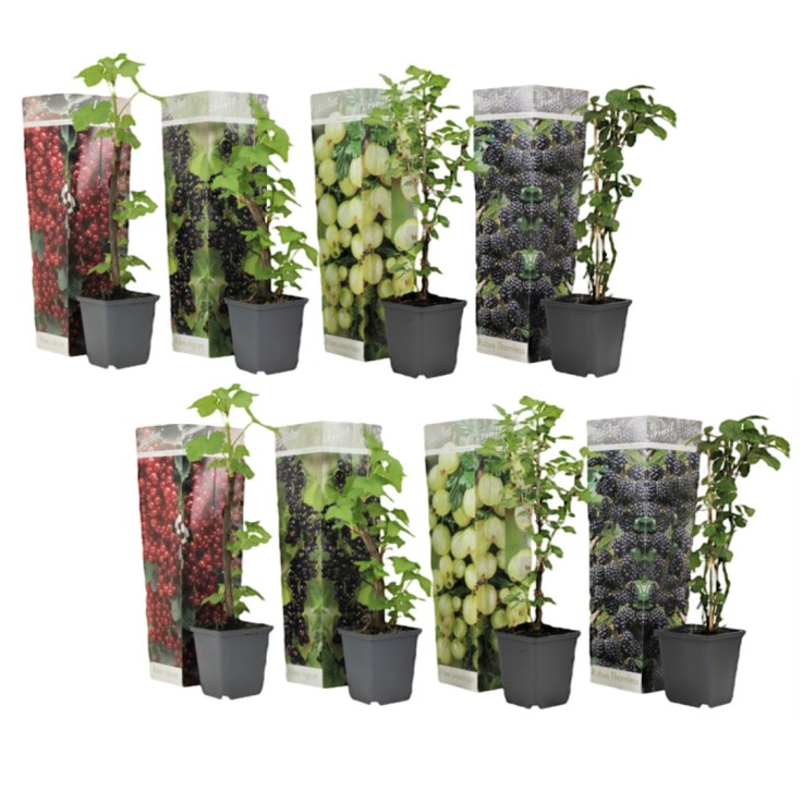 Mélange de baies - Set de 8 - Rubus, rubrum, Uva, Fructosus - H25-40cm - ⌀9cm