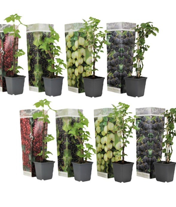 Mélange de baies - Set de 8...