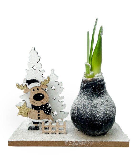 Amaryllis - Hippeastrum...