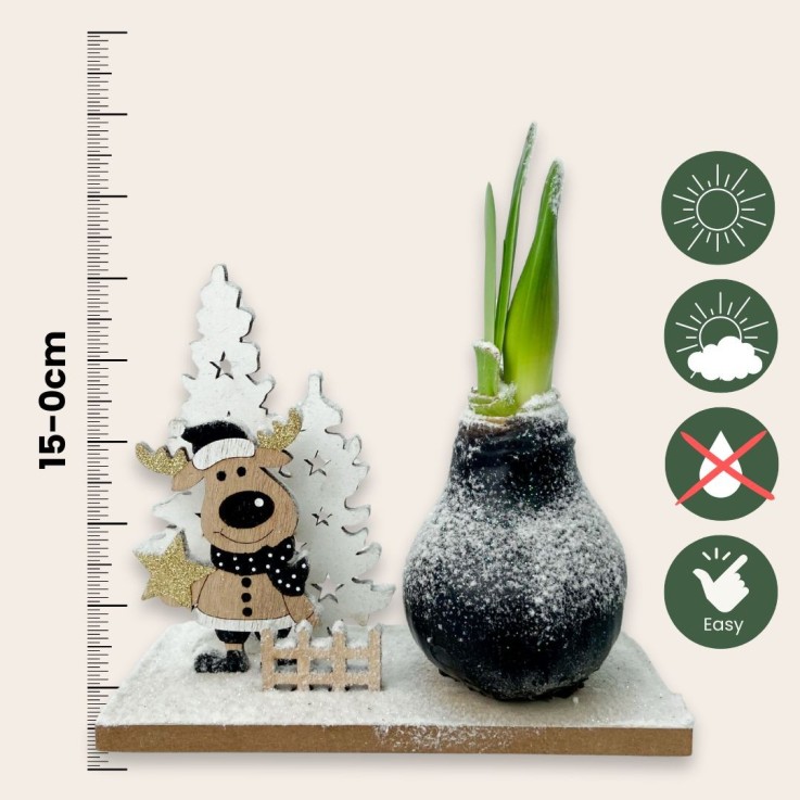 Amaryllis - Hippeastrum 'Pays des Merveilles Renne'