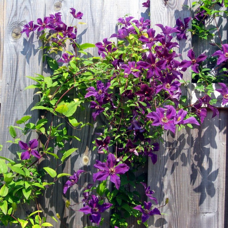 Clématite - Clematis 'The President' - Hauteur 100-120cm - ⌀17cm
