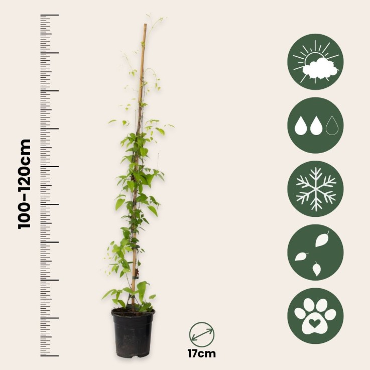 Clématite - Clematis 'The President' - Hauteur 100-120cm - ⌀17cm