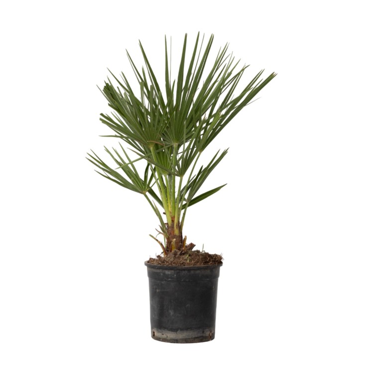 Palmier nain - Chamaerops humilis - Hauteur 50-60cm - ⌀15cm