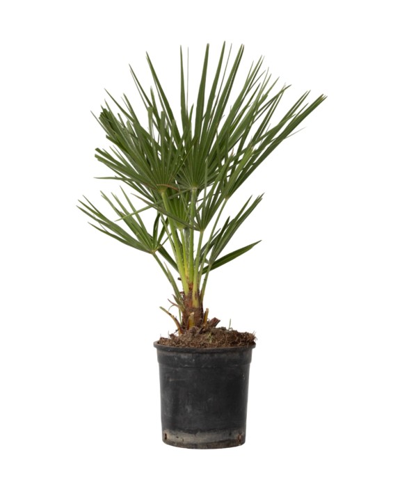 Palmier nain - Chamaerops...