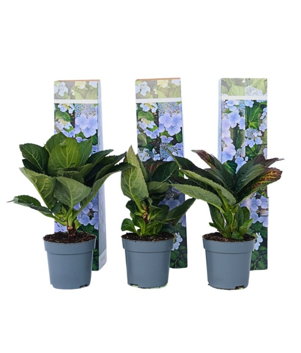 Hortensia - Set de 6 -...