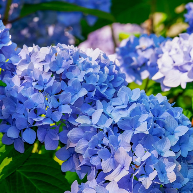 Hortensia - Set de 6 - Hydrangea macrophylla teller 'Nizza' - H25-40cm - ⌀9cm