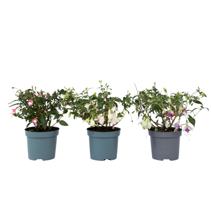Fuchsia pleureur - Set de 3 - Fuchsia magellanica - Hauteur 10-20cm - ⌀9cm