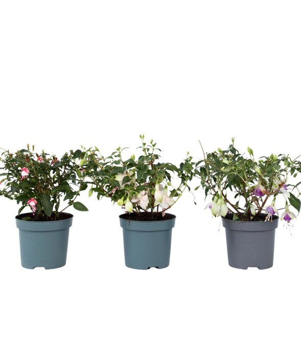 Fuchsia pleureur - Set de 3...