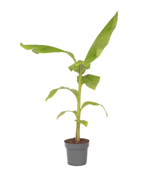 Bananier du Japon - Musa...