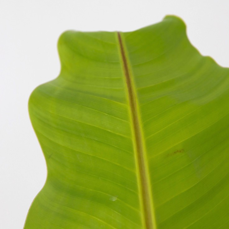 Bananier du Japon - Musa basjoo - Hauteur 55-70cm - ⌀21cm