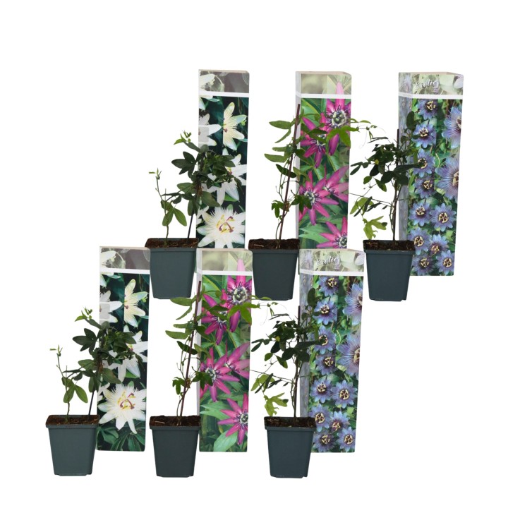 Passiflore - Set de 6 - Passiflora hybridum - Hauteur 25-40cm - ⌀9cm