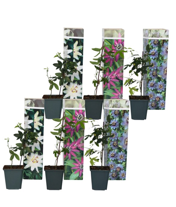 Passiflore - Set de 6 -...