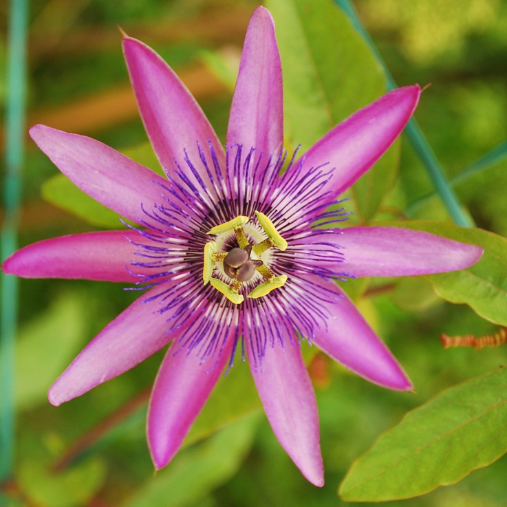 Passiflore - Set de 6 - Passiflora hybridum - Hauteur 25-40cm - ⌀9cm