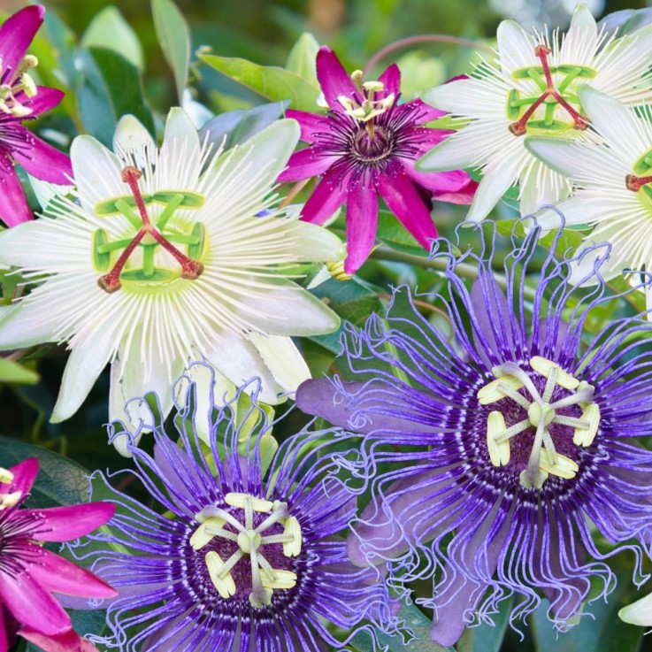 Passiflore - Set de 6 - Passiflora hybridum - Hauteur 25-40cm - ⌀9cm