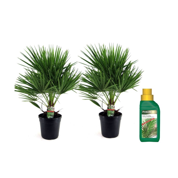 Palmier nain - Set de 2 - Chamaerops humilis - Hauteur 70-80cm - ⌀21cm