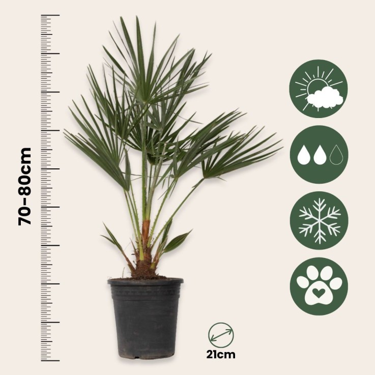 Palmier nain - Set de 2 - Chamaerops humilis - Hauteur 70-80cm - ⌀21cm