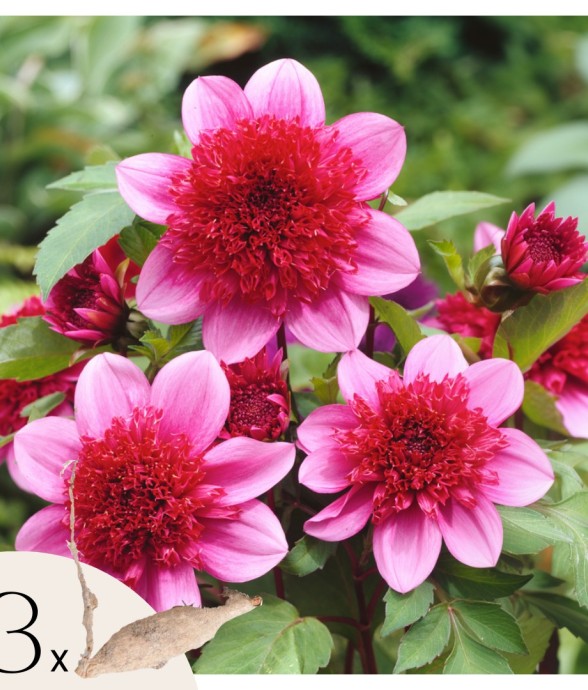 Dahlias - Set de 3 - Dahlia...