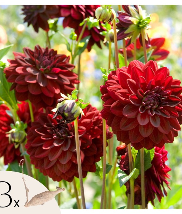 Dahlias - Set de 3 - Dahlia...