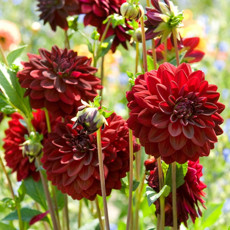 Dahlias - Set de 3 - Dahlia 'Arabian Night' - Bulbes à fleurs - Rouge
