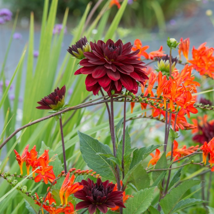 Dahlias - Set de 3 - Dahlia 'Arabian Night' - Bulbes à fleurs - Rouge
