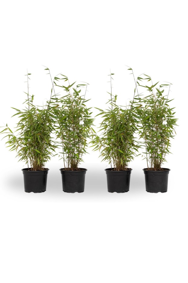 Bambou non-traçant - Set de 4 - Fargesia nitida 'Red Dragon' - H50-70cm - ⌀17cm