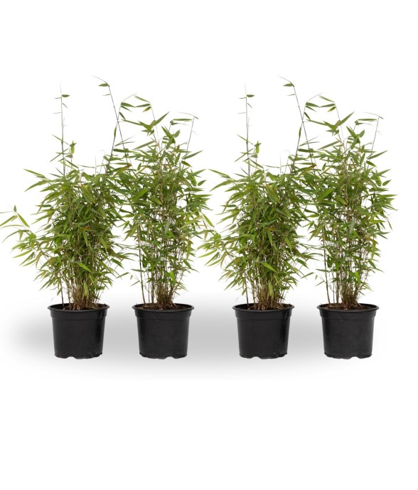 Bambou non-traçant - Set de...